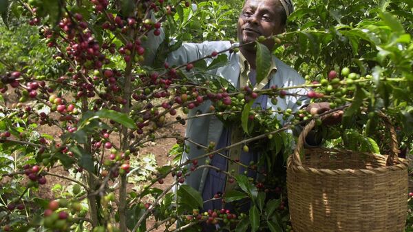 Mohammed Fita picks coffee beans on his farm Choche, near Jimma, 375 kilometers southwest of Addis Ababa, Ethiopia, on Saturday, Sept. 21 2002. - Sputnik Africa