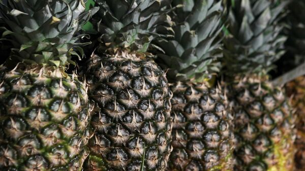 Une usine de biofertilisants à partir de résidus d'ananas lancée au Kenya