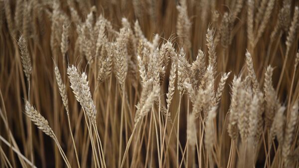 Wheat samples presented at the agro-industrial exhibition Zolotaya Niva in the Krasnodar region. - Sputnik Africa