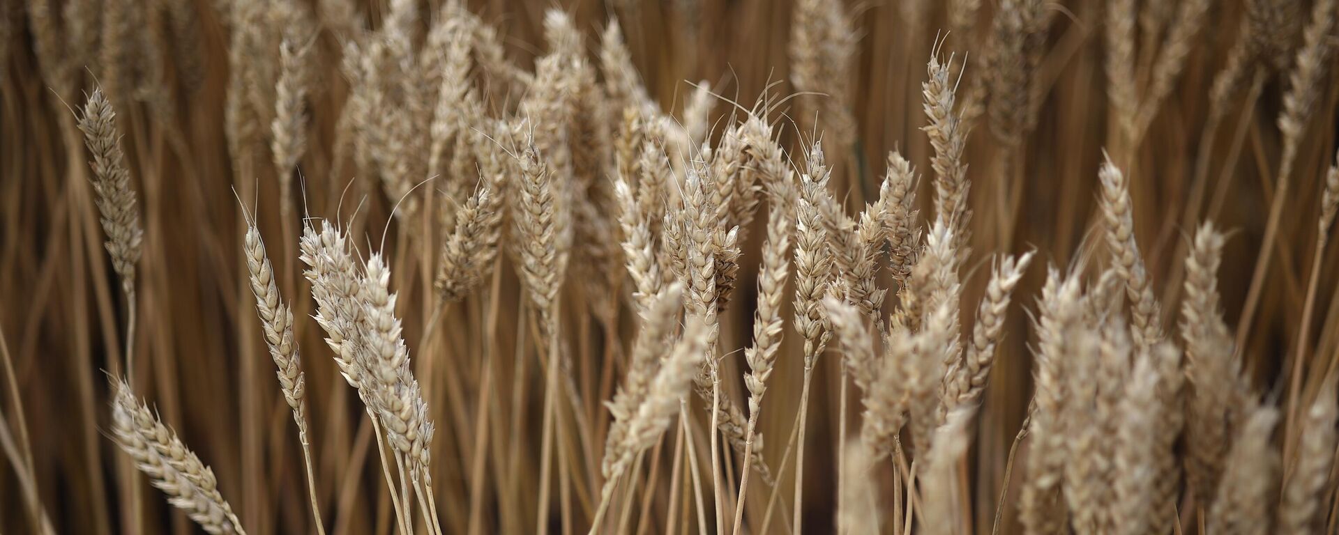 Wheat samples presented at the agro-industrial exhibition Zolotaya Niva in the Krasnodar region. - Sputnik Africa, 1920, 10.09.2024