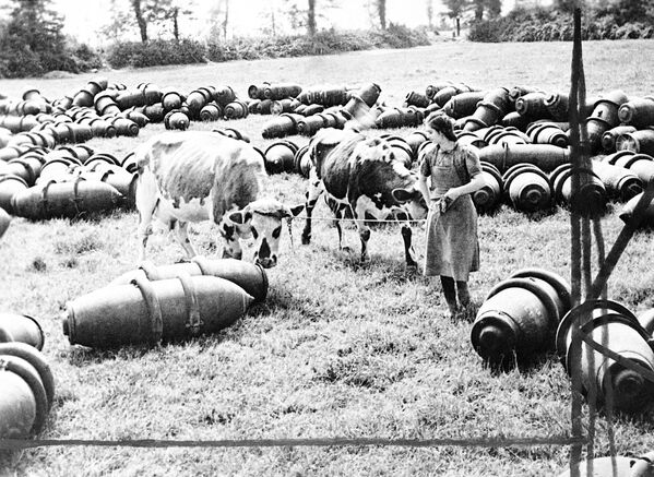 A French dairymaid leads her cows across a meadow filled with RAF, 1,000 lb, bombs in Normandy, France in August 1944. These bombs were not fused, they have just been unloaded and will later be stacked. (AP Photo) - Sputnik Africa