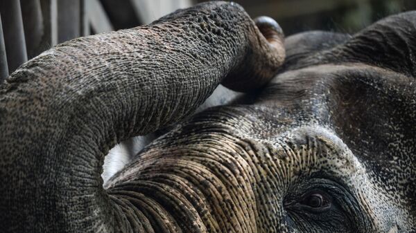 Un éléphant d'Afrique - Sputnik Afrique