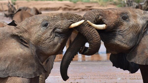 Two juvenile elephants greet each other in Samburu National Reserve in Kenya - Sputnik Africa