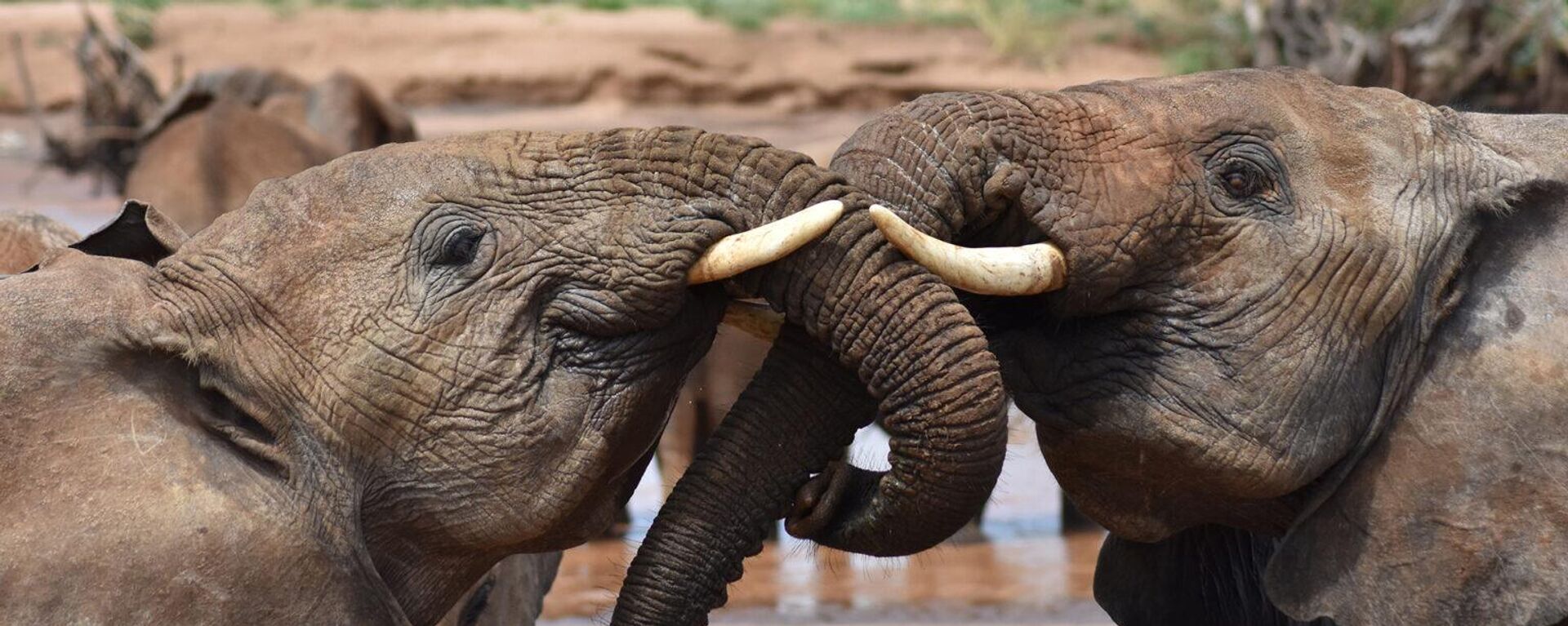 Two juvenile elephants greet each other in Samburu National Reserve in Kenya - Sputnik Africa, 1920, 12.06.2024