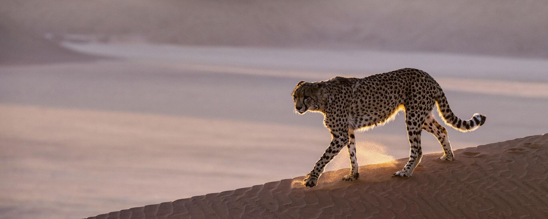 In this handout photo released on Friday, July 31, 2020, a cheetah prowls the Namib desert, Namibia. - Sputnik Africa, 1920, 18.06.2024