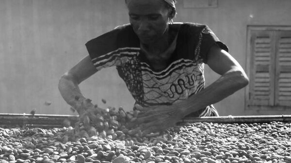 «Les producteurs de cacao ne se portent pas bien du tout par rapport aux chocolatiers» - Sputnik Afrique