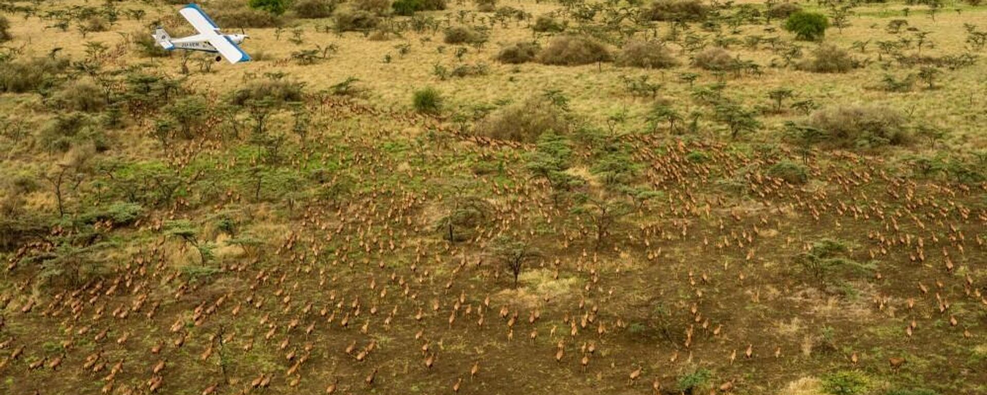 Tiang antelopes in Boma and Badingilo National Parks, South Sudan. - Sputnik Africa, 1920, 26.06.2024