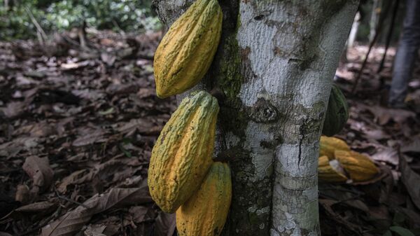 Cocoa pods hang on a tree in Divo, West-Central Ivory Coast, November 19, 2023. - Sputnik Africa