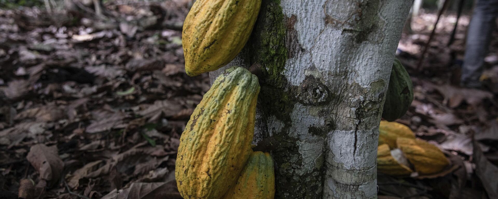 Cocoa pods hang on a tree in Divo, West-Central Ivory Coast, November 19, 2023. - Sputnik Africa, 1920, 19.07.2024