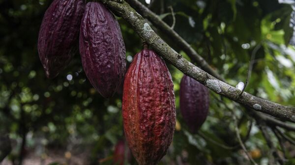 Cocoa pods hang on a tree in Divo, West-Central Ivory Coast - Sputnik Africa