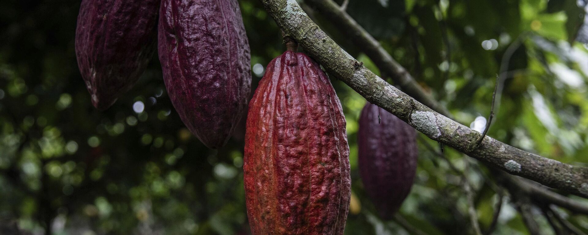 Cocoa pods hang on a tree in Divo, West-Central Ivory Coast - Sputnik Africa, 1920, 03.09.2024