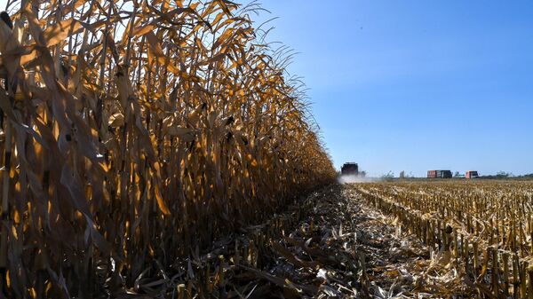 L'Afrique doit créer un système agricole durable pour un avenir prospère, selon un cabinet d'études