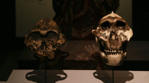 A display on the science of bones at the exhibit of the 3.2 million year old Australopithecus afarensis skeleton called Lucy during a press preview at the Houston Museum of Natural Science in Houston Tuesday, Aug. 28, 2007. The exhibit opens to the public on Friday, Aug. 31. - Sputnik Africa