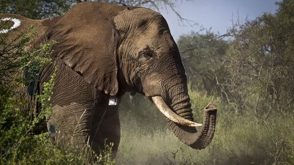  Elephant in Amboseli National Park in southern Kenya, near the border with Tanzania - Sputnik Africa