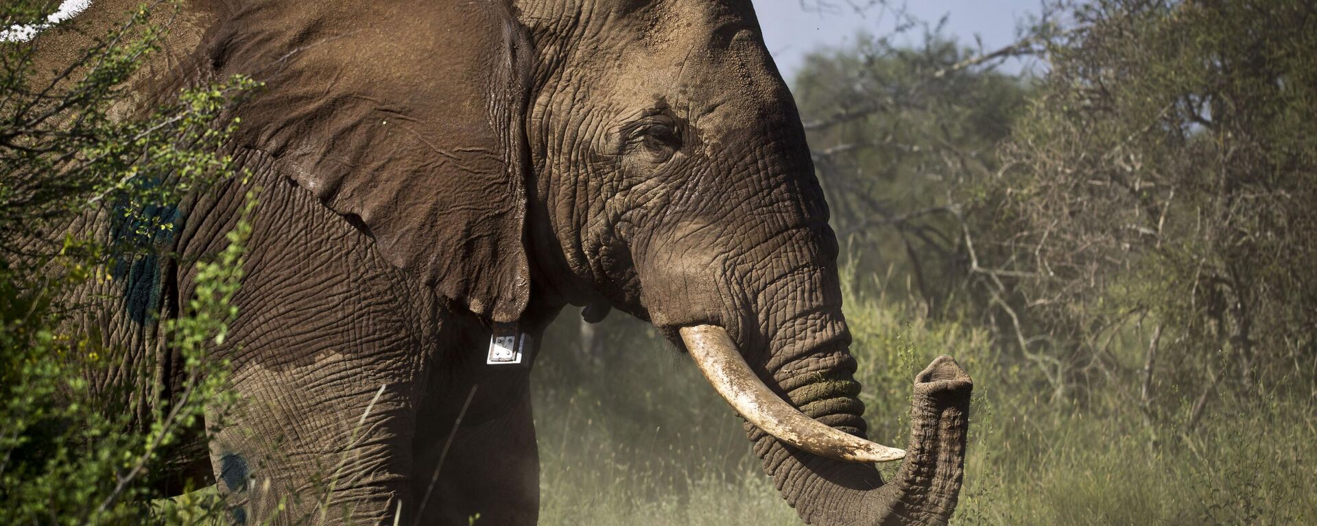  Elephant in Amboseli National Park in southern Kenya, near the border with Tanzania - Sputnik Africa, 1920, 13.08.2024