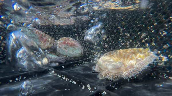 Live abalone cruise under black plastic cones they have for underwater hiding places at the HIK abalone farm near Hawston, South Africa - Sputnik Africa