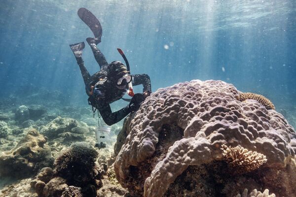 Symbiosis, série My Planet, de Giacomo d'Orlando (Italie). La photographie fait partie des finalistes du concours international de photojournalisme Stenine 2024. David Juszkiewicz, doctorant en sciences moléculaires et de la vie à l'université Curtin, prend des images des corallites vivantes d'une énorme colonie de Porites le long du récif de Ningaloo. - Sputnik Afrique