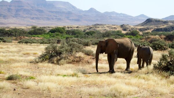 This June 17, 2014 photo shows elephants roaming in Torra Conservancy in Namibia. - Sputnik Africa