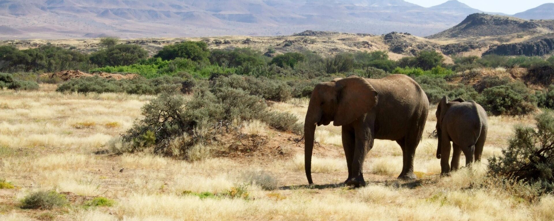 This June 17, 2014 photo shows elephants roaming in Torra Conservancy in Namibia. - Sputnik Africa, 1920, 29.08.2024