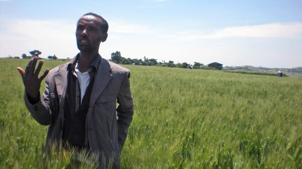 In this photo taken on Wednesday, Oct. 10, 2012  farmer Bedlu Mamo, stands in the middle of a field, on his half hectare wheat farm near Debre Zeit, in Ethiopia’s Amhara region. - Sputnik Africa