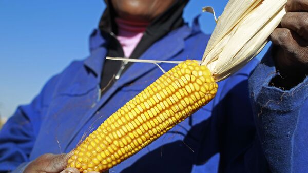 A woman farmer woman holds a piece of maize that she plucked for a field  near the house and birth place of former South African President Nelson Mandela in Qunu, South Africa, Wednesday,  June 12, 2013 - Sputnik Africa