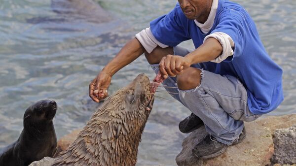 A man that did not want to be identified feeds a seal for the entertainment for holiday visitors at Hout Bay situated on the outskirts of the city of  Cape Town, South Africa, Thursday, Jan 12, 2012.  - Sputnik Africa