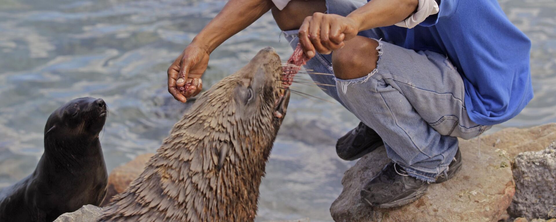 A man that did not want to be identified feeds a seal for the entertainment for holiday visitors at Hout Bay situated on the outskirts of the city of  Cape Town, South Africa, Thursday, Jan 12, 2012.  - Sputnik Africa, 1920, 09.09.2024