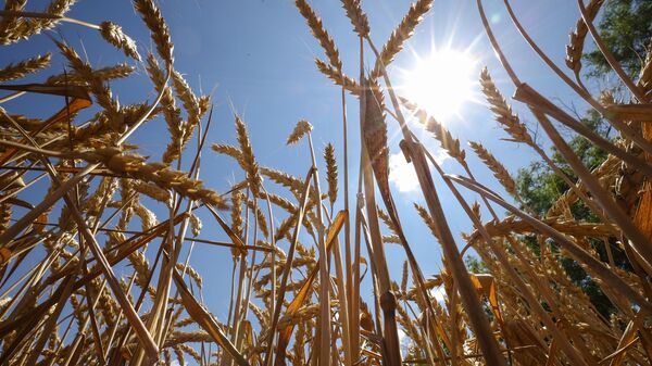 Harvesting winter crops in Krasnodar region - Sputnik Africa