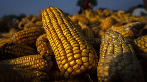 A pile of maize are put to dry near a paddy field on the outskirts of Gauhati, India, Monday, May 23, 2022.  - Sputnik Africa