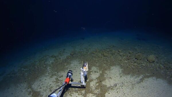 Scientists Film Rare Video of Huge Bigfin Squid in Pacific, Three Kilometers Below Surface - Sputnik Africa