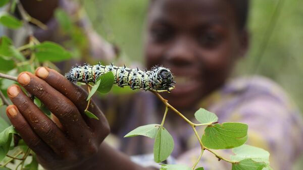 mopane worm - Sputnik Africa