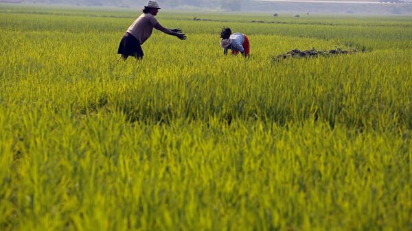 Woman work in their  family's rice field near the city of Antananarivo, Madagascar, Thursday, Oct. 24, 2013.  - Sputnik Africa