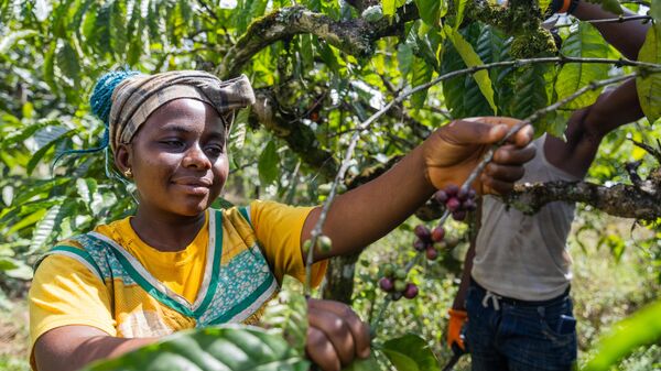 A happy farmer works in the fields with her colleague during the coffee harvest - Sputnik Africa