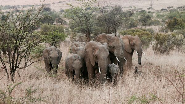 La population d'éléphants d'Afrique a diminué de 77% au cours des 50 dernières années