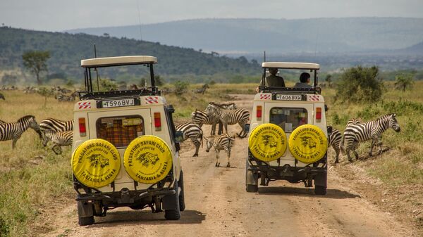 Zebra migration in the Serengeti National Park in Tanzania - Sputnik Africa