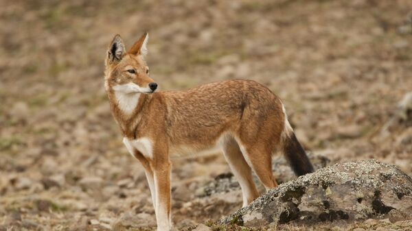 Le loup d’Éthiopie - Sputnik Afrique