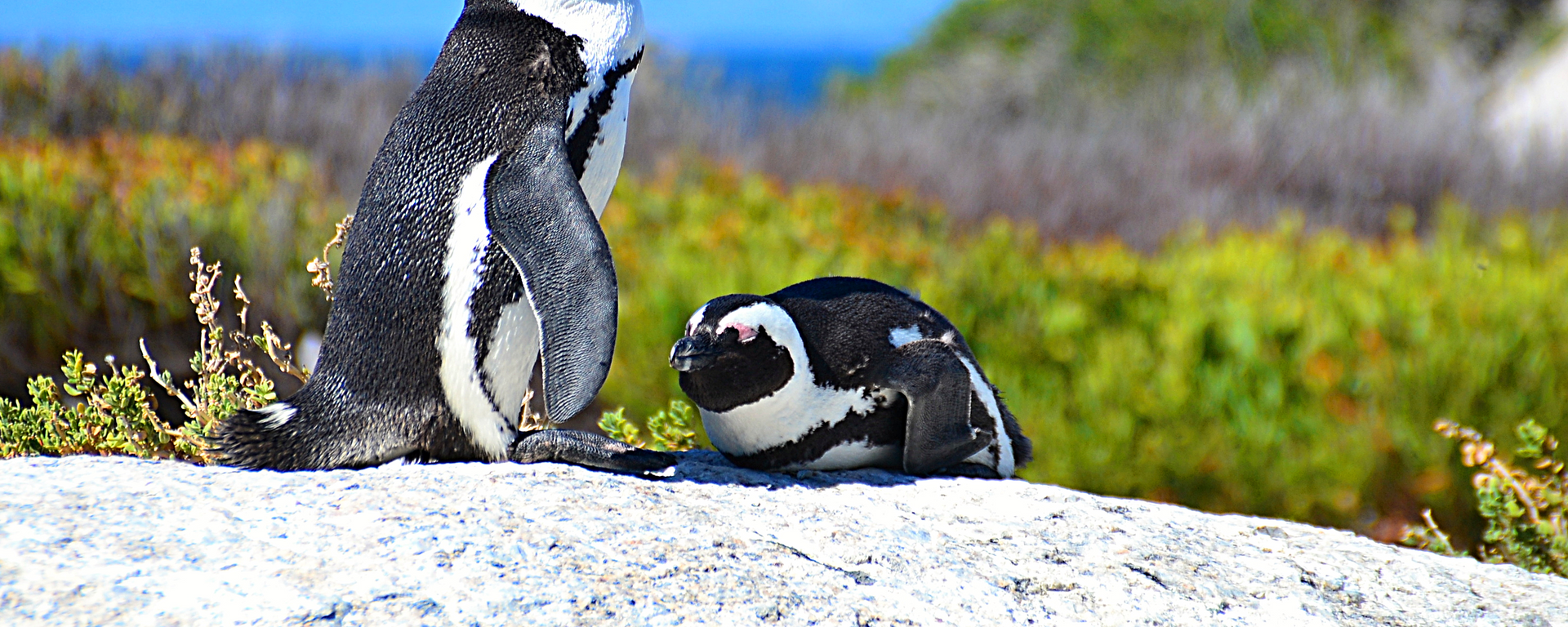 Jackass penguin, Black-footed penguin, Cape penguin, South African penguin - Sputnik Africa, 1920, 01.12.2024