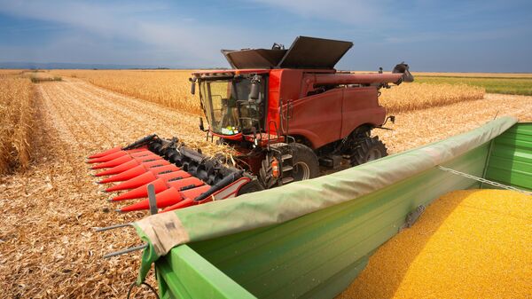 Grain auger of combine pouring corn into tractor trailer - Sputnik Africa