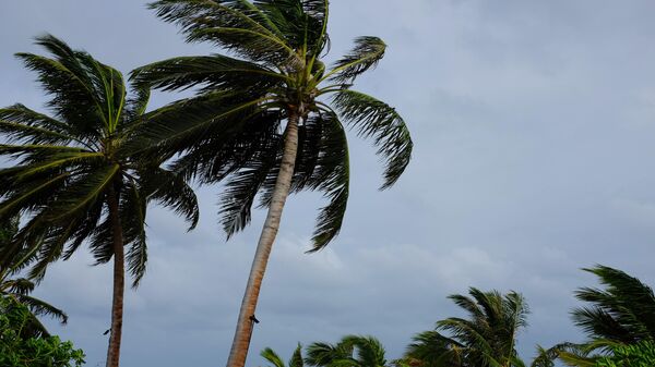 Des palmiers sur une plage - Sputnik Afrique