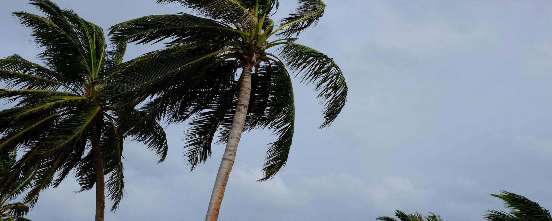 Palm trees on a beach - Sputnik Africa, 1920, 16.12.2024