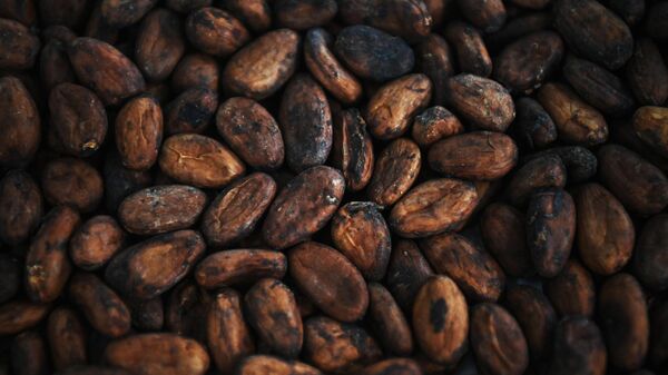 Cacao: il faut rester prudent car il n'est pas clair combien de temps sera observé l'excédent prévu