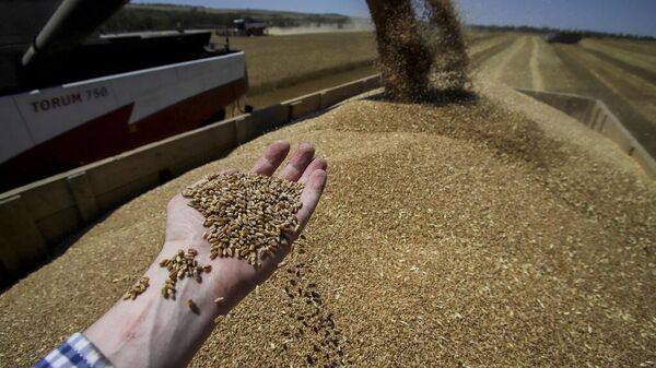 STAVROPOL, RUSSIA - JULY 16: A farmer holds grains in Stavropol Krai, one of Russia's most important agricultural lands is seen in Stavropol, Russia on July 16, 2023.  - Sputnik Africa