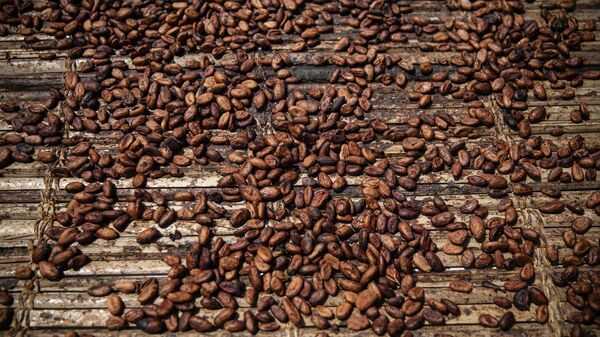 Cocoa beans - Sputnik Africa