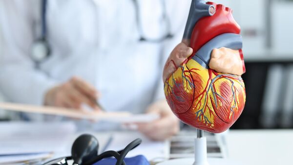 Artificial plastic model of human heart standing against background of cardiologist closeup. - Sputnik Africa