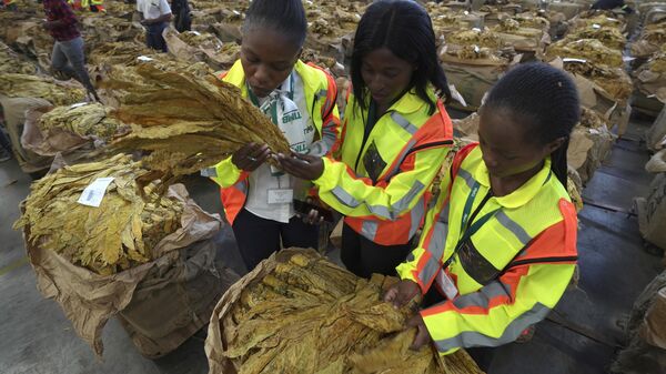 Zimbabwean tobacco industry - Sputnik Africa