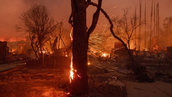 Tree on flames as the Eaton Fire burns in Altadena, Calif., Wednesday, Jan. 8, 2025. - Sputnik Africa