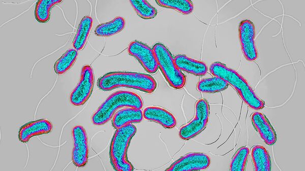 Cholera bacilli or cholera vibrio (Vibrio cholerae). - Sputnik Africa