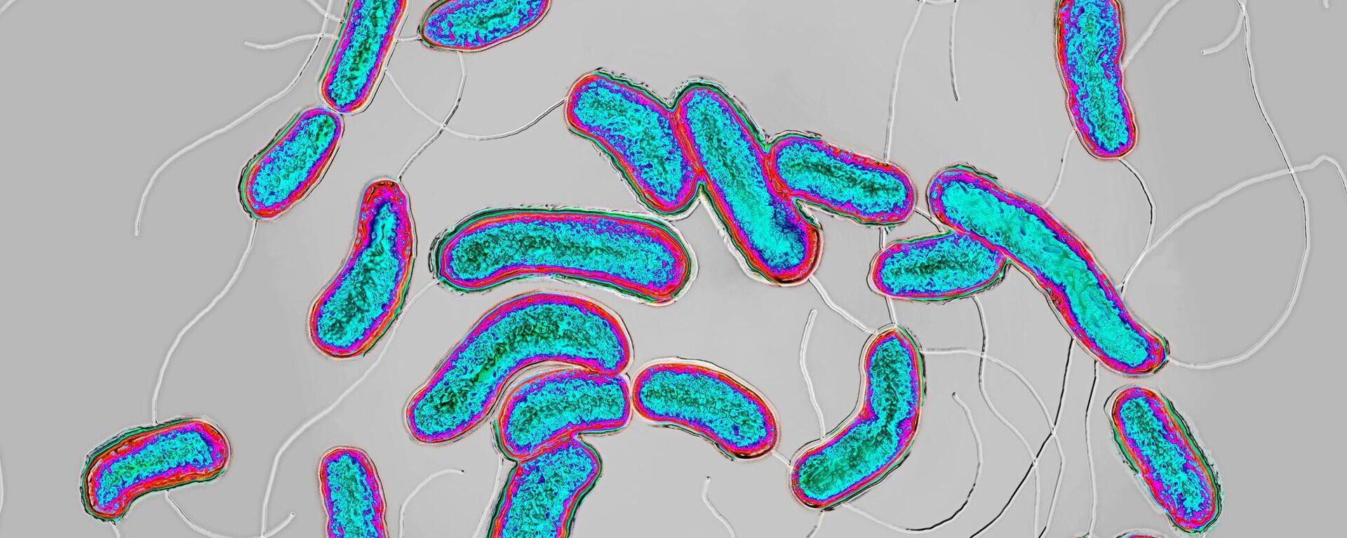 Cholera bacilli or cholera vibrio (Vibrio cholerae). - Sputnik Africa, 1920, 11.01.2025