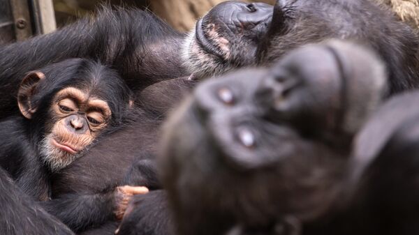 A chimpanzee baby sleeps in the group in the Leipzig zoo in Leipzig, Germany, Thursday, July 12, 2018. - Sputnik Africa