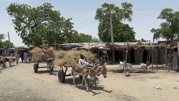 ORNO, NIGERIA - JUNE 21: Nigerian citizens continue to use donkeys as their way of transportation during their daily life, due to harsh geographical and climatic conditions of the region that make it difficult to use modern means of transportation at the Rann region of Borno, Nigeria on June 21, 2024.  - Sputnik Africa